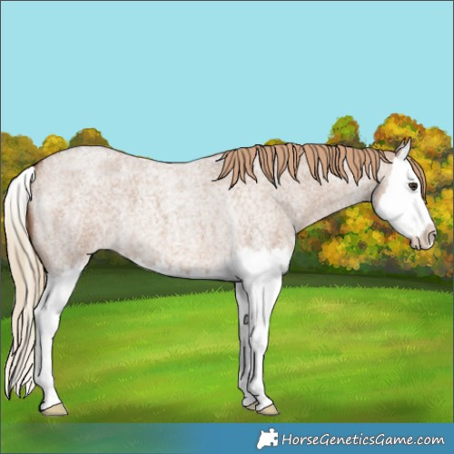 Horse Color:Red Dun Roan Splash 
