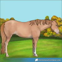 Horse Color:Gold Champagne 