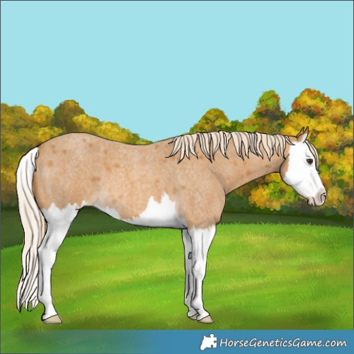 Horse Color:Palomino Roan Splash