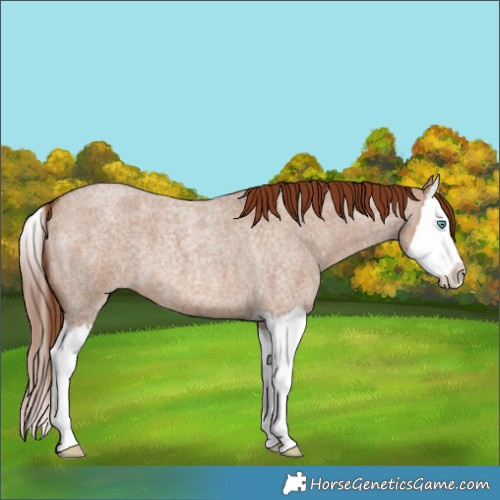 Horse Color:Red Dun Roan Splash