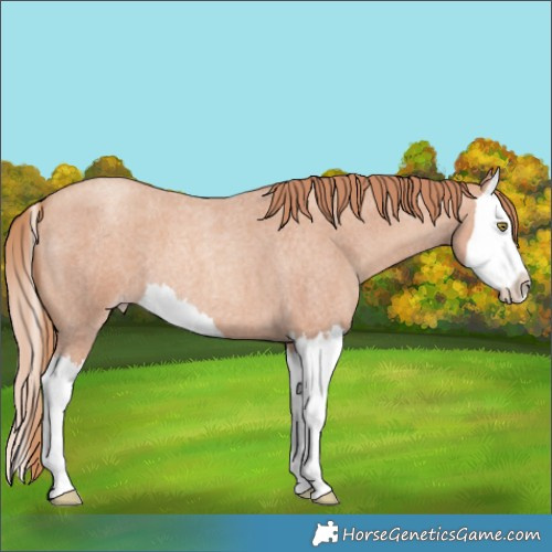 Horse Color:Gold Champagne Roan Splash 