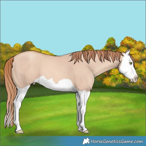 Horse Color:Gold Champagne Dun Splash
