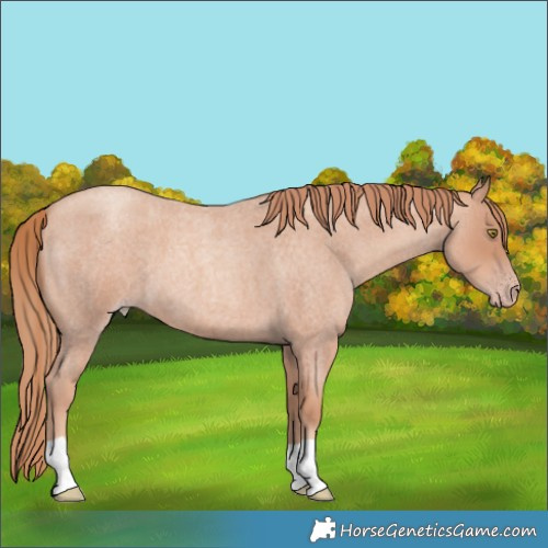 Horse Color:Gold Champagne Roan