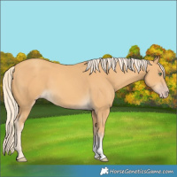 Horse Color:Gold Cream Champagne