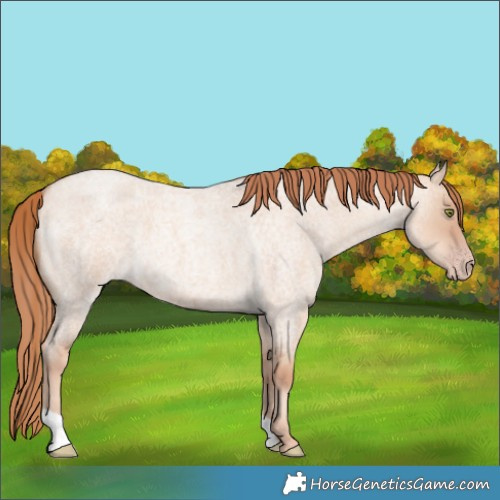 Horse Color:Gold Champagne Roan Dun 