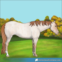 Horse Color:Gold Champagne Roan Dun 