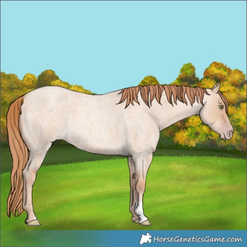 Horse Color:Gold Champagne Roan Dun 