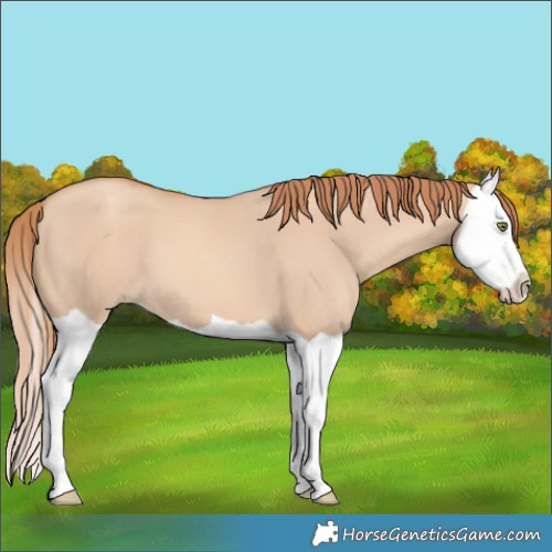 Horse Color:Gold Champagne Dun Splash 