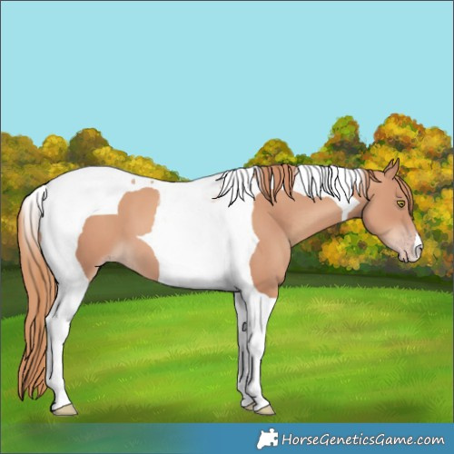 Horse Color:Gold Champagne Tobiano 