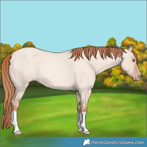 Horse Color:Gold Champagne Roan Dun 