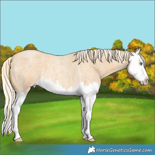 Horse Color:Gold Cream Champagne Roan Splash