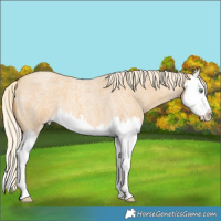 Horse Color:Gold Cream Champagne Roan Splash