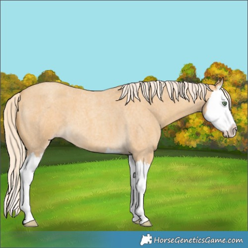 Horse Color:Gold Cream Champagne Roan Splash 