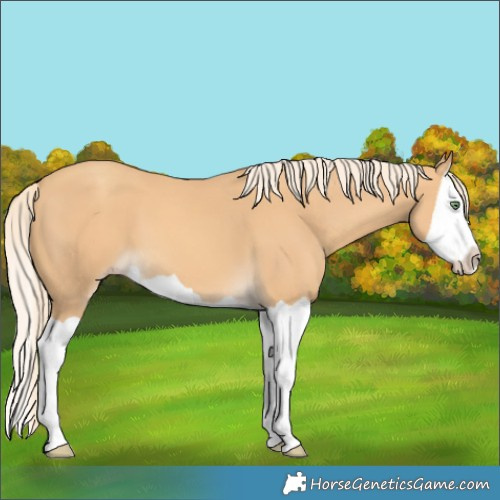 Horse Color:Gold Cream Champagne Splash