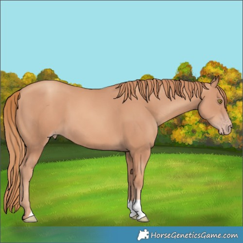 Horse Color:Gold Champagne 