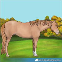 Horse Color:Gold Champagne 