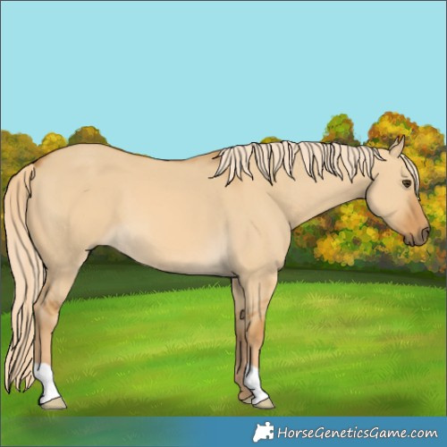 Horse Color:Palomino Dun 