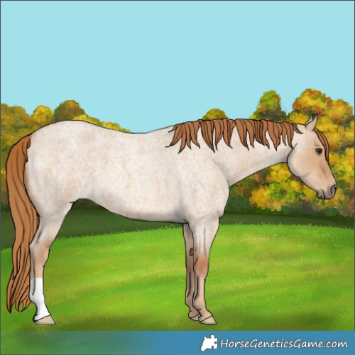 Horse Color:Red Dun Roan