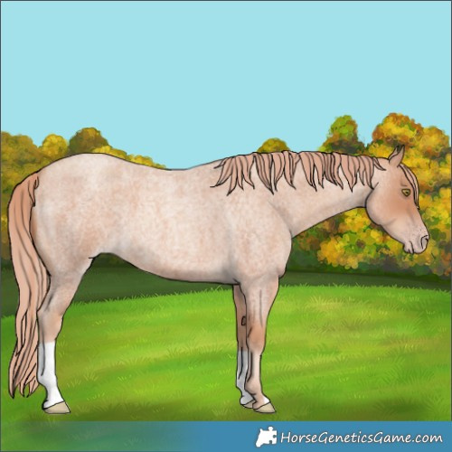 Horse Color:Gold Champagne Roan