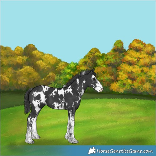 Horse Color:White Spotted Black Sabino 