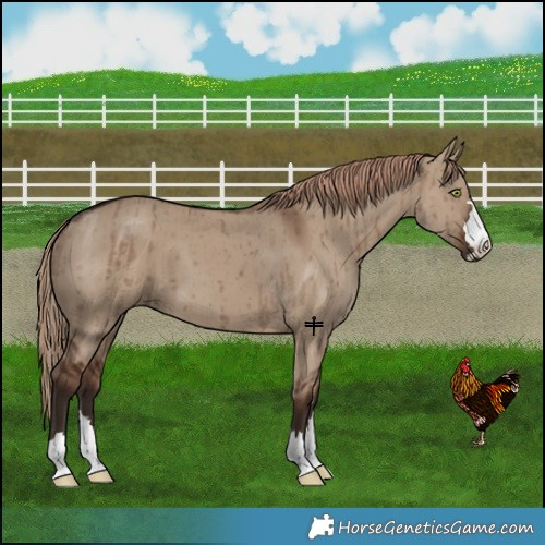 Horse Color:Liver Red Dun Brindle 