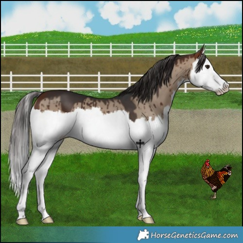 Horse Color:Bay Dun Splash Brindle 