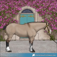 Horse Color:White Spotted Liver Red Dun 