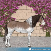 Horse Color:White Spotted Liver Red Dun Tobiano Rabicano 