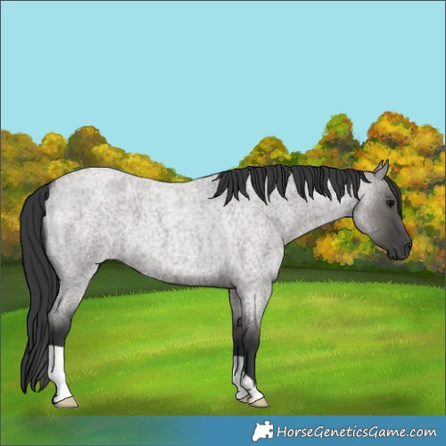 Horse Color:Grullo Roan