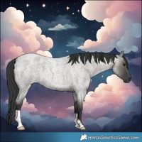 Horse Color:Grullo Roan