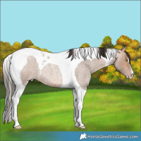 Horse Color:Amber Champagne Roan Tobiano 