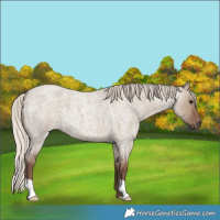 Horse Color:Silver Grullo Roan 
