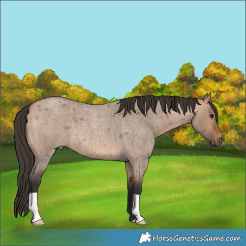 Horse Color:Bay Roan Dun 