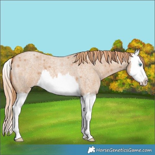 Horse Color:Red Dun Roan Splash