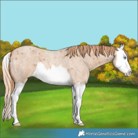 Horse Color:Red Dun Roan Splash 