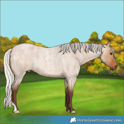 Horse Color:Silver Bay Roan Dun 