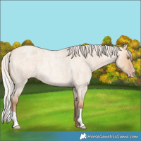 Horse Color:Silver Amber Champagne Roan Dun 
