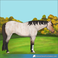 Horse Color:Bay Roan Dun