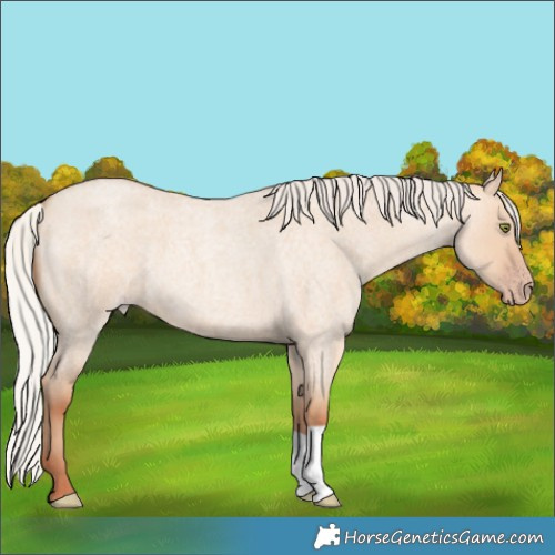 Horse Color:Silver Amber Champagne Roan Dun 