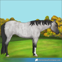 Horse Color:Grullo Roan 