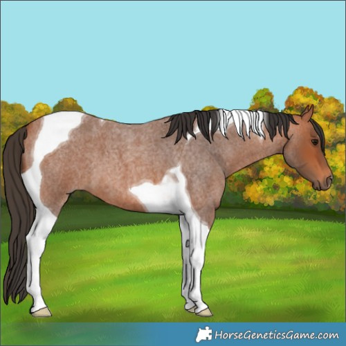 Horse Color:Bay Roan Tobiano