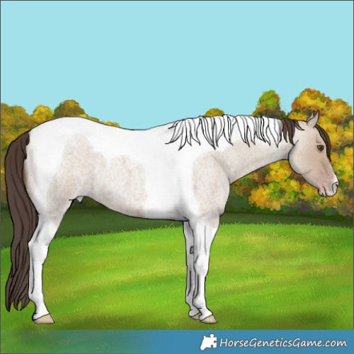 Horse Color:Classic Champagne Roan Dun Tobiano 