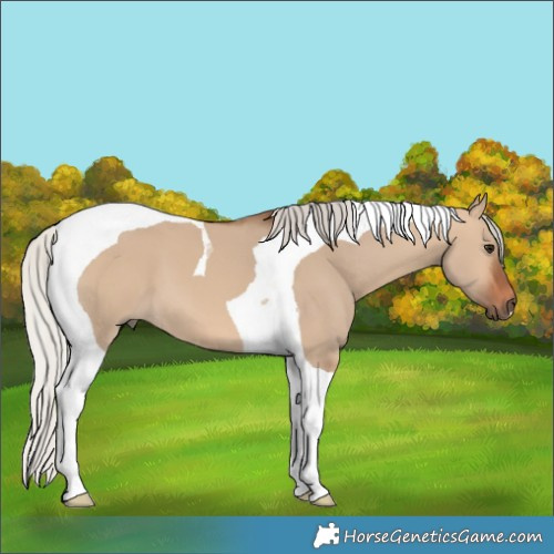 Horse Color:Silver Brown Dun Tobiano 