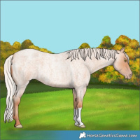 Horse Color:Silver Amber Champagne Roan