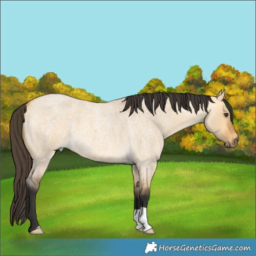 Horse Color:Buckskin Roan Dun 