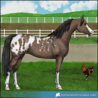Horse Color:Liver Red Dun Appaloosa 