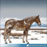 Horse Color:White Spotted Chocolate Palomino 