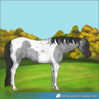 Horse Color:Blue Roan Tobiano 