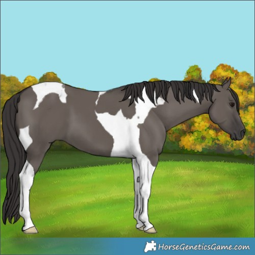 Horse Color:Smoky Grullo Tobiano 