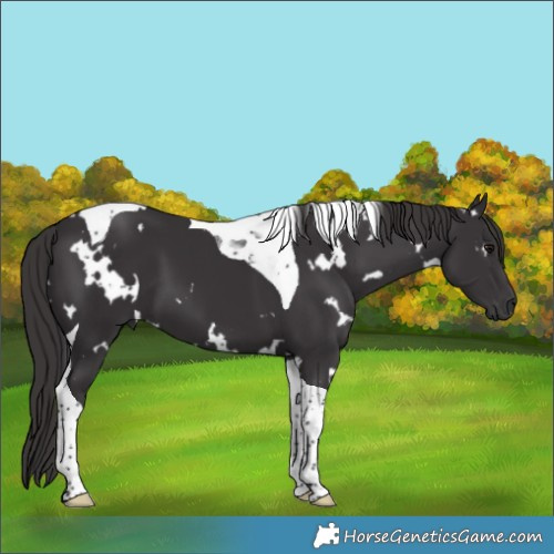 Horse Color:White Spotted Smoky Black Tobiano 